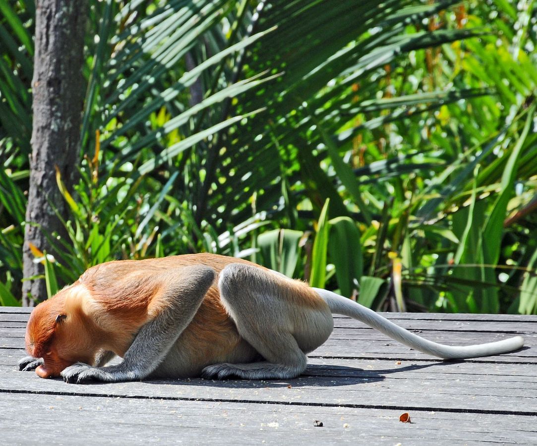 Trouble with my nose - Hasje Mousley (3)